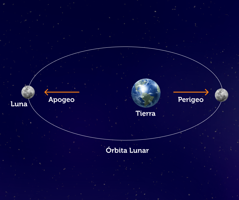 La ilustración muestra la posición de la Luna sobre su órbita cuando se encuentra a la mínima distancia de la Tierra (punto llamado perigeo). Y cuando se encuentra a la máxima distancia de nuestro planeta (punto conocido como apogeo). 