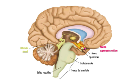 Esquema del cerebro humano. En fucsia se indica la ubicación del núcleo supraquiasmático (NSQ). Créditos: https://www.insulinrock.com