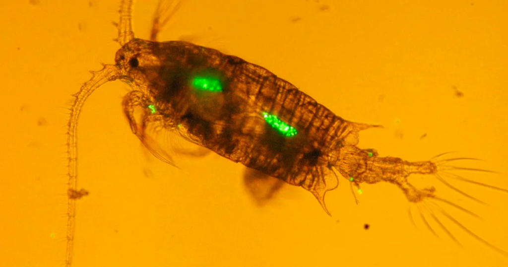 Plancton marino con microplástico (lo que se observa verde brillante es microplástico que brilla gracias a un marcador molecular fluorescente).