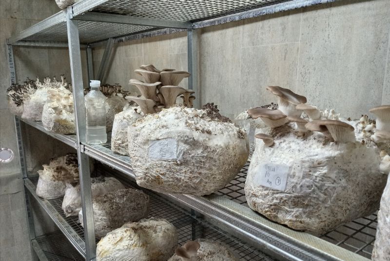 Cultivo. Crédito: https://www.argentina.gob.ar/sites/default/files/hongos444.jpg