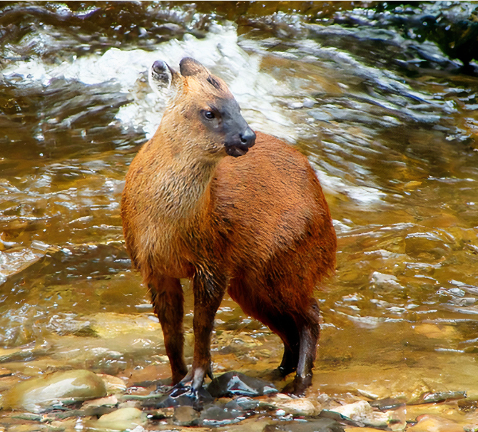 Pudella carlae. Crédito: Barrio Et al, Journal of mammalogy.