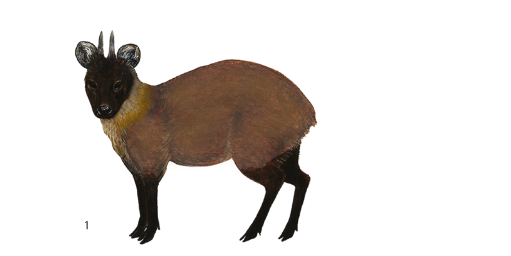 Pudella mephistophila, pudú de los páramos ecuatorianos, antes Pudu mephistophiles.Fuente: Barrio et al (2024) & Omar Custodio.