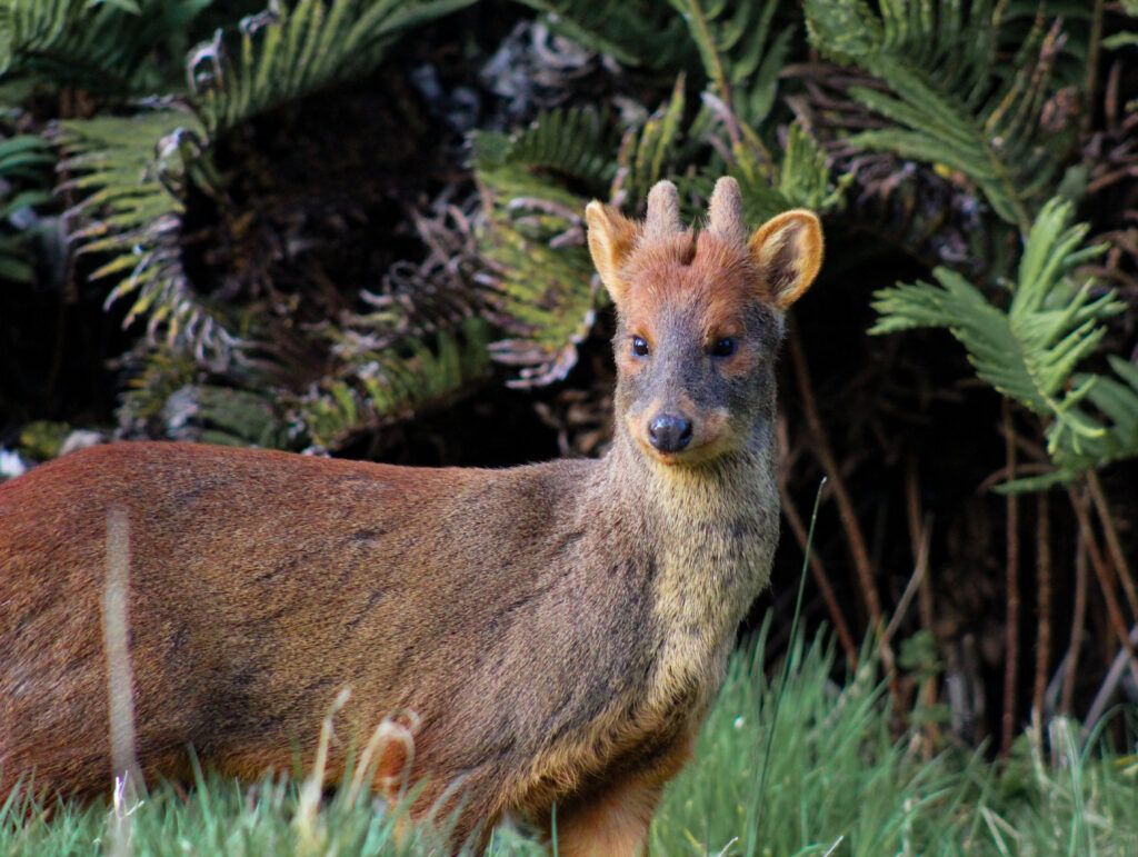 Pudúes: Identifican Una Especie Nueva De Ciervo Pequeño En Perú - Plaza ...