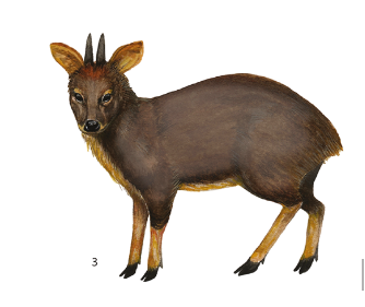Pudu puda. Pudú del sur. Crédito. Barrio et al & Omar Custodio.