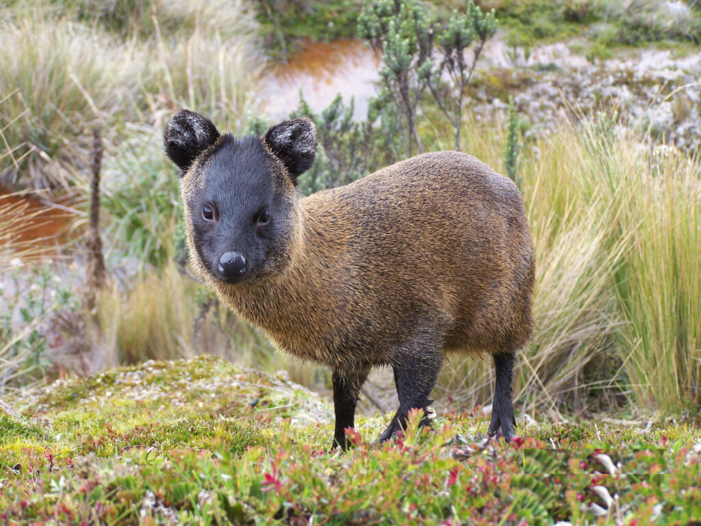 Pudú del norte fotografiado en 2023 en un páramo chileno.
