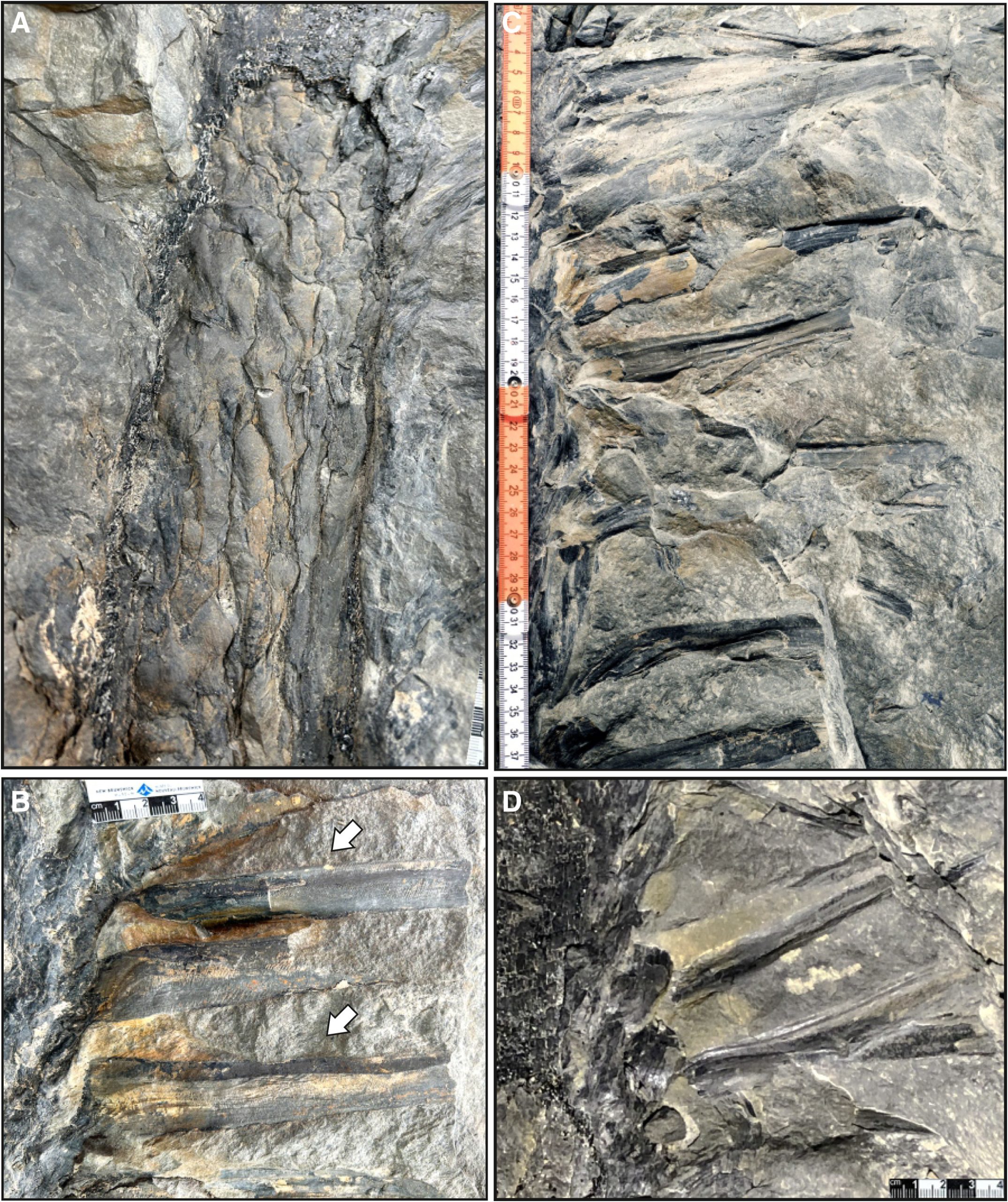 (Imagen 3) (A) Un intervalo de 40 cm que muestra bases de pecíolos de barro dispuestas helicoidalmente con pecíolos carbonizados y de barro que parten del lado del tronco. (B y C) Pecíolos finamente estriados y ranurados que divergen 90° hacia el tronco (flechas blancas). (D) Divergencia de los pecíolos del tronco en dimensiones que reflejan su disposición espiral. Tomado de Gastaldo et al. 2024.