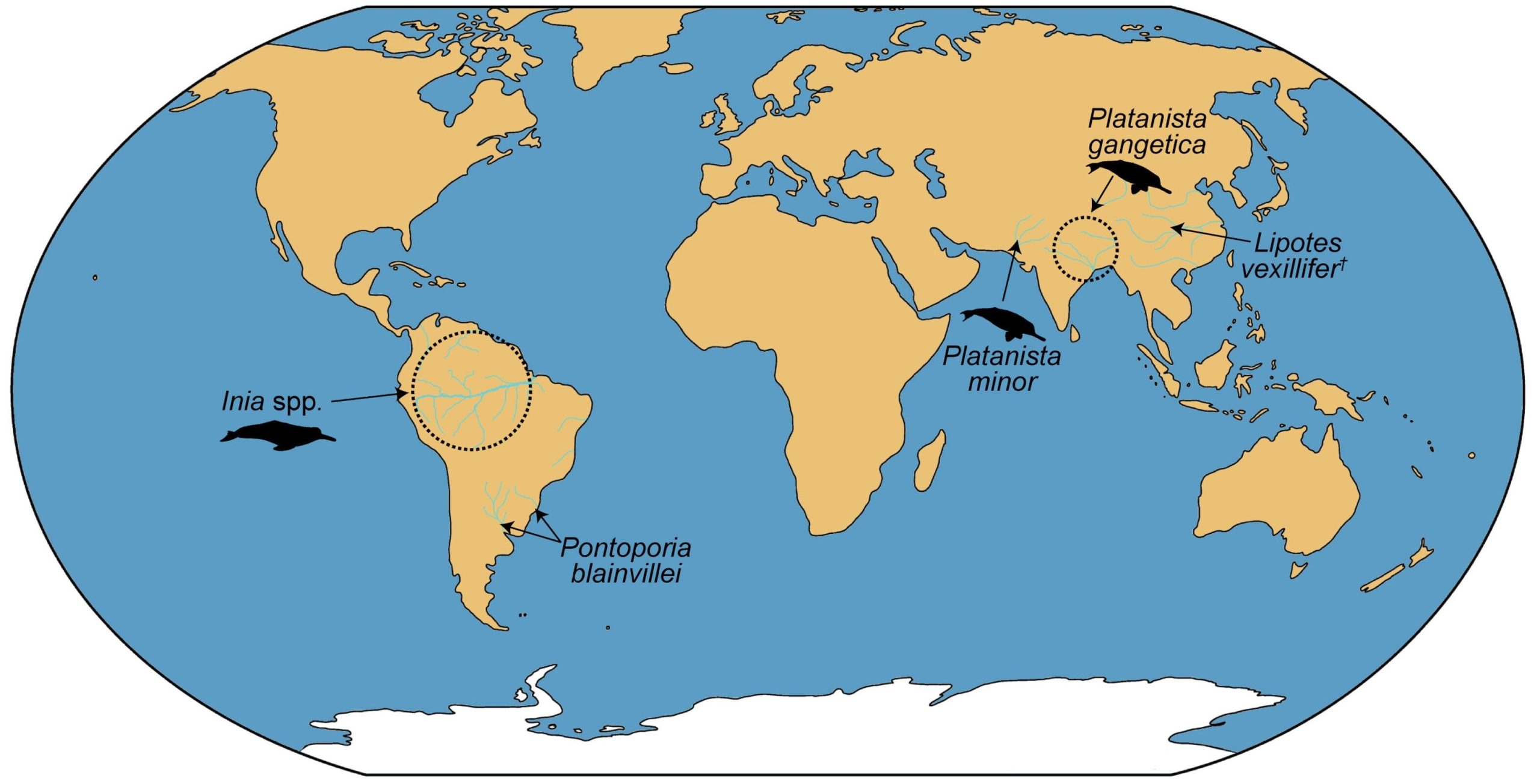 (Imagen 2) Mapamundi que muestra la distribución actual de los delfines de río. Modificado de Benites-Palomino et al. 2024.