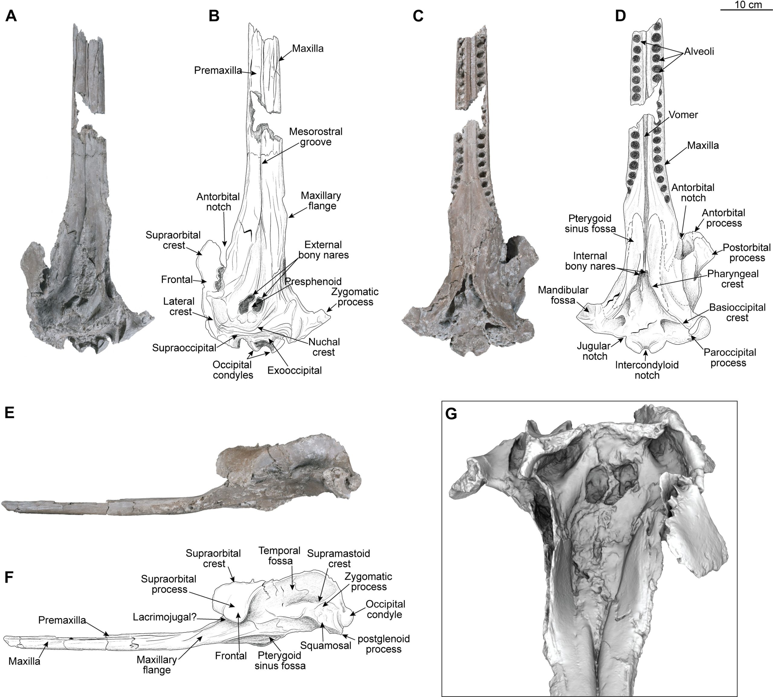 (Imagen 3) Cráneo de Pebanista yacuruna en vista dorsal (A y B), ventral (C y D), lateral izquierda (E y F) y anterodorsal (F y G). Tomado de Benites-Palomino et al. 2024.