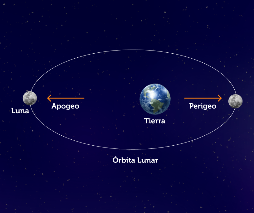 La ilustración muestra la posición de la Luna sobre su órbita cuando se encuentra a la mínima distancia de la Tierra (punto llamado perigeo). Y cuando se encuentra a la máxima distancia de nuestro planeta (punto conocido como apogeo). Crédito: www.plazacielotierra.org. La ilustración muestra la posición de la Luna sobre su órbita cuando se encuentra a la mínima distancia de la Tierra (punto llamado perigeo). Y cuando se encuentra a la máxima distancia de nuestro planeta (punto conocido como apogeo). Crédito: www.plazacielotierra.org.