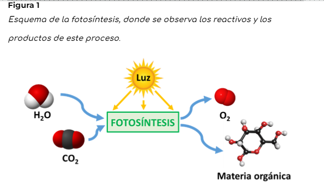 Esquema de fotosíntesis