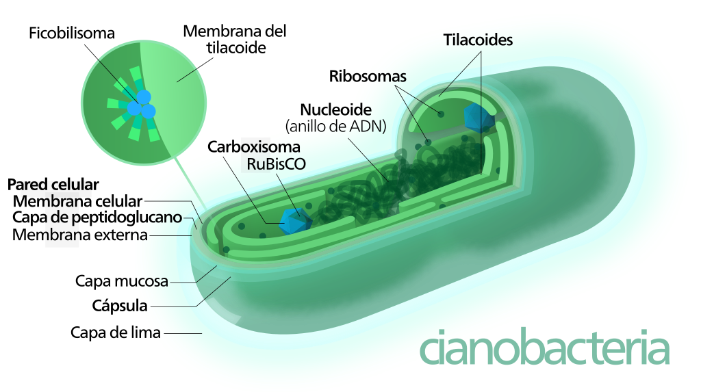 Diagrama de la cianobacteria