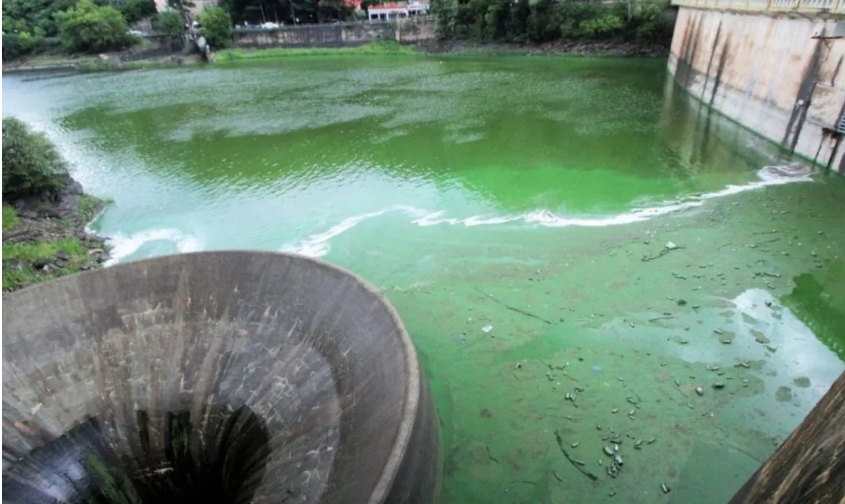 Cianobacterias en el dique del lago San Roque.