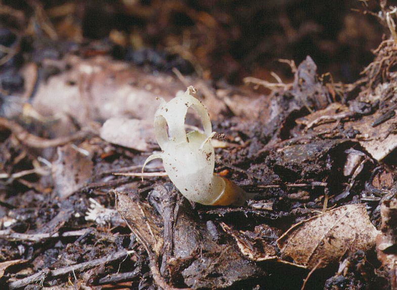 Thismia abei, Japón. 