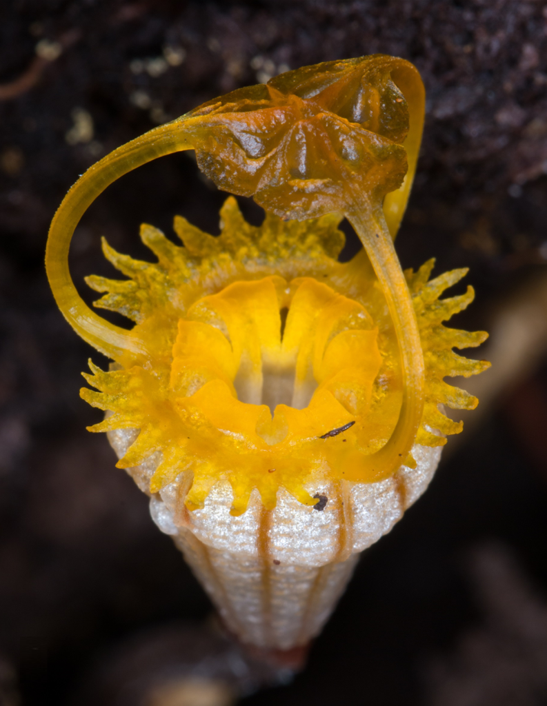 Thismia kelabitiana, isla de Borneo, Malasia. 