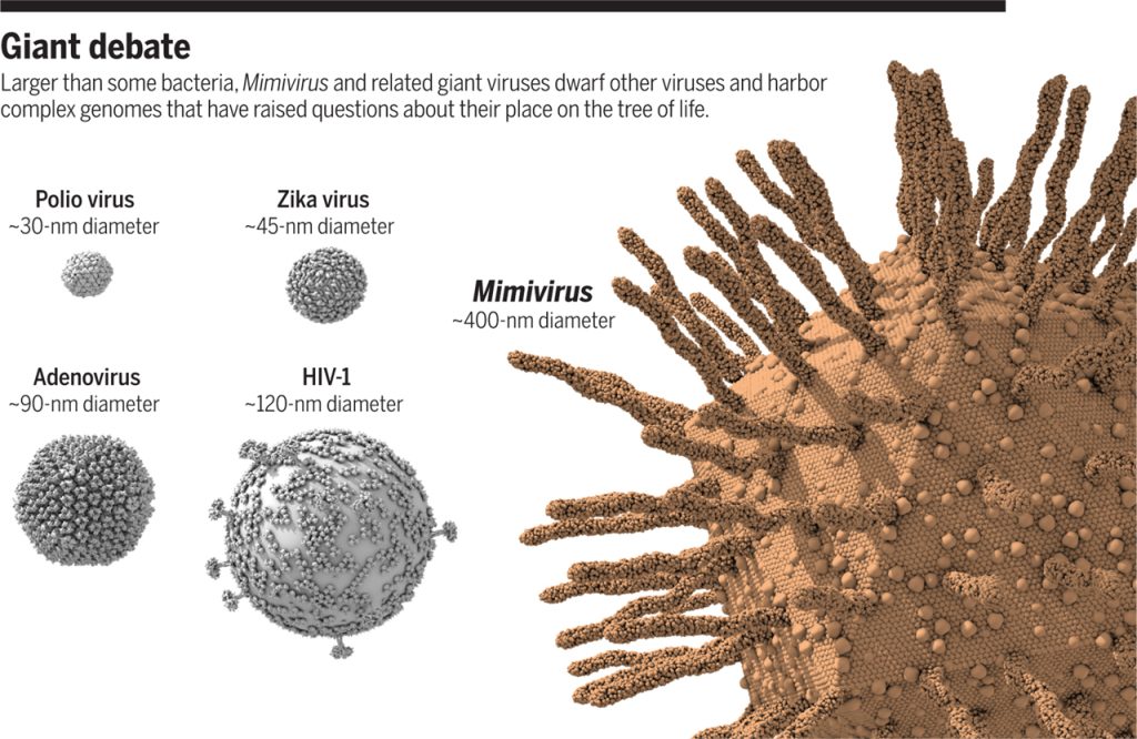 Virus gigantes