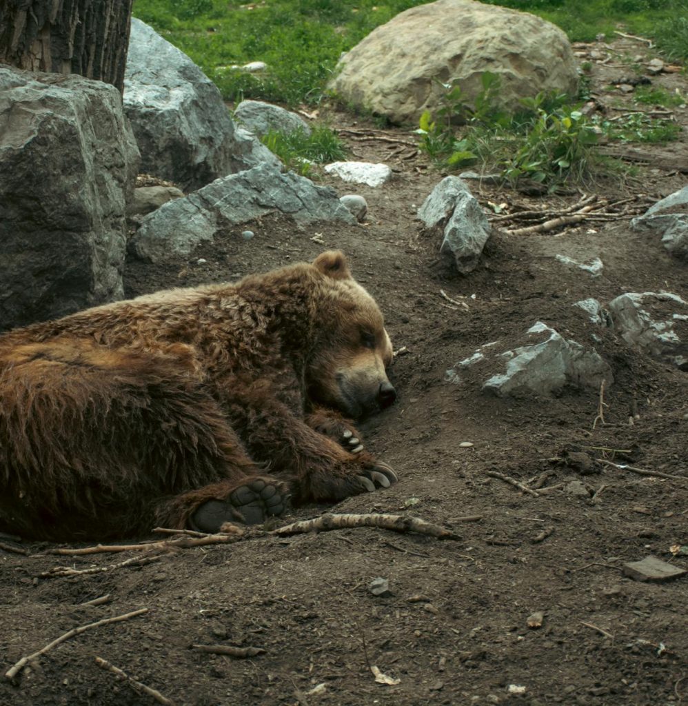 Oso durmiendo.