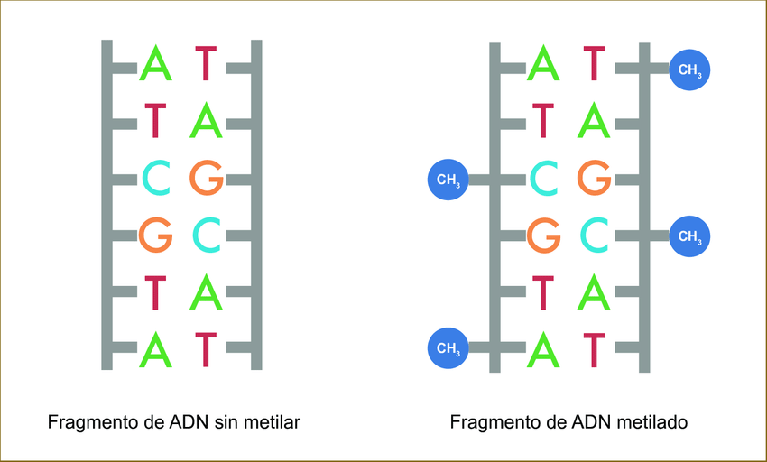 Fragmento de ADN sin metilar y metilado.