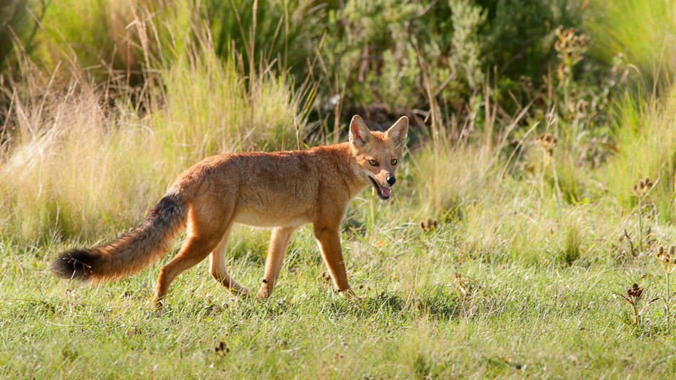 Tehuelches y onas domesticaron zorros colorados
