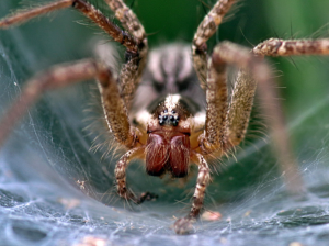 araña trabajando con su telaraña para adaptarla al ruido