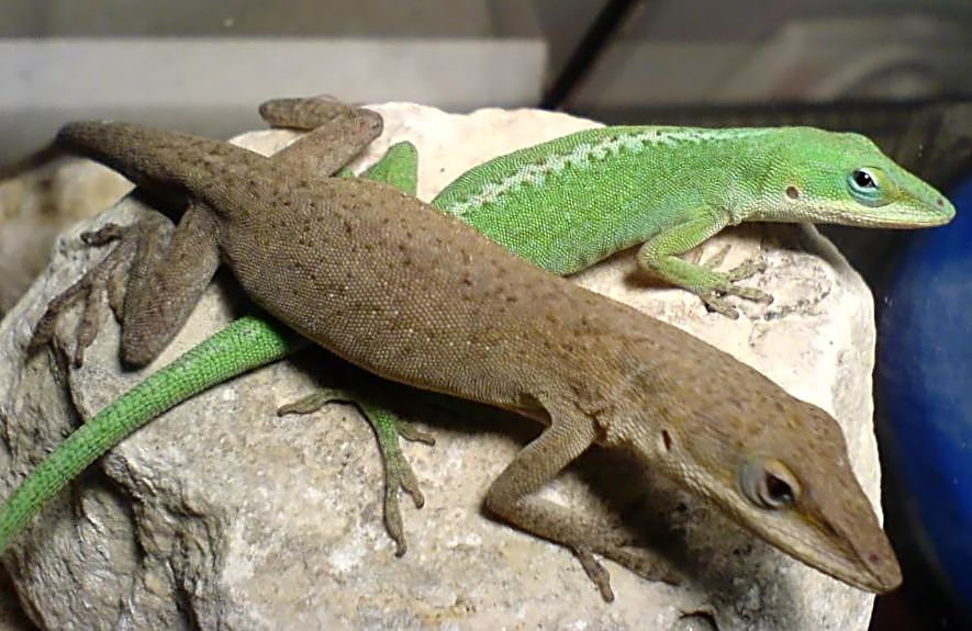 Pareja de hembra y macho de Anolis carolinensis comunicándose mediante la coloración.