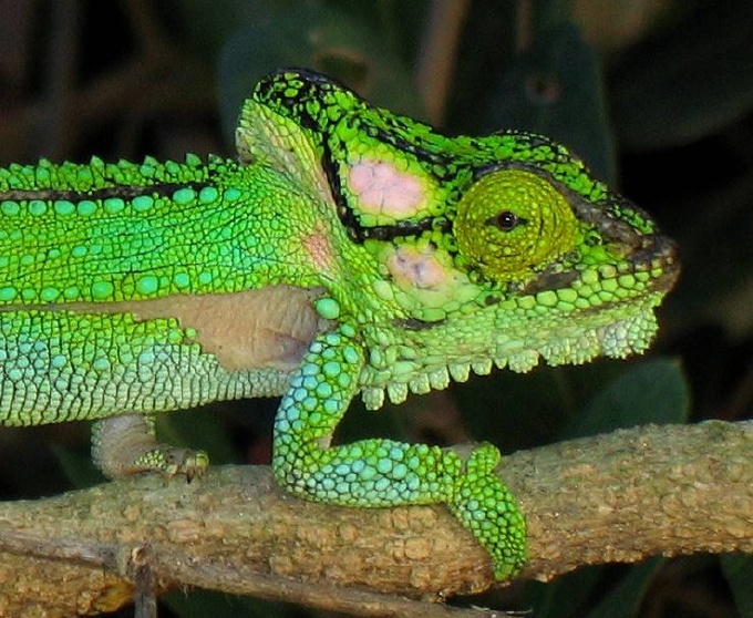 Lagarto Bradypodion damaranum.