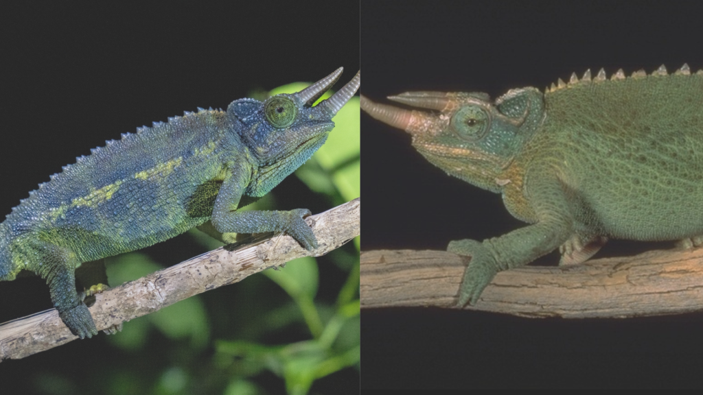 Camaleón en dos colores.