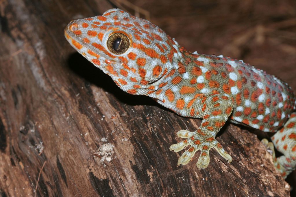 Fotografía de un lagarto Geco Tokay.