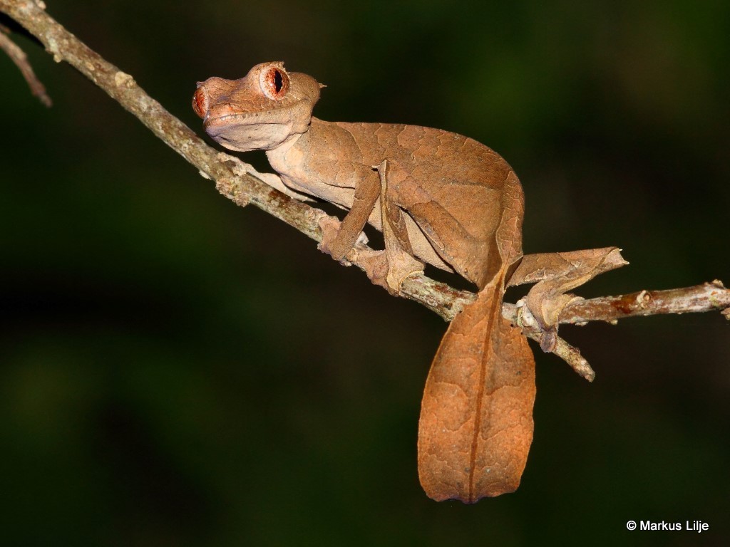 Lagarto Uroplatus phantasticus.