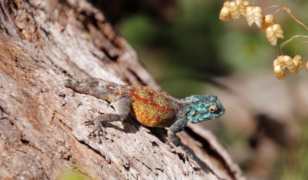 Lagarto Agama de Roca del Sur.