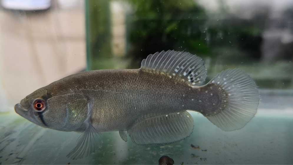 Nuevo gigante de aguas temporales