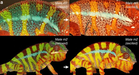 La imagen es parte de una investigación. Exhibe el cambio de color en los camaleones ocasionado por los cristales fotónicos.
