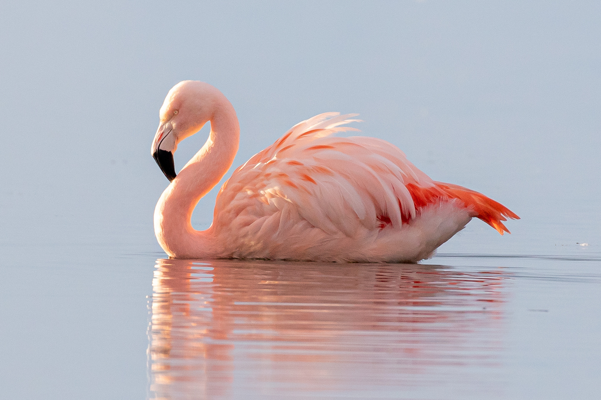 Flamencos: revelan su ingeniería alimentaria