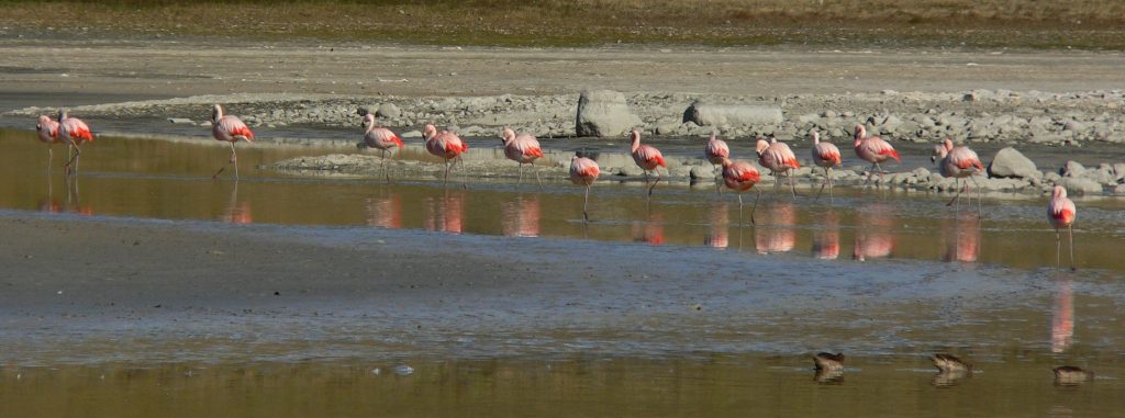 Grupo de flamencos Phoenicopterus chilensis