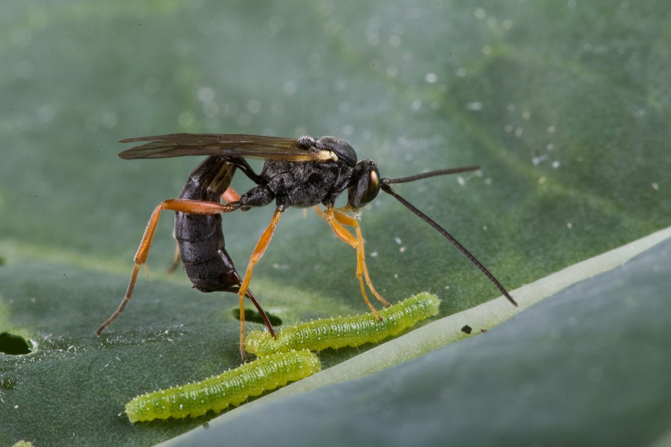 Los insectos. Especies en crisis.