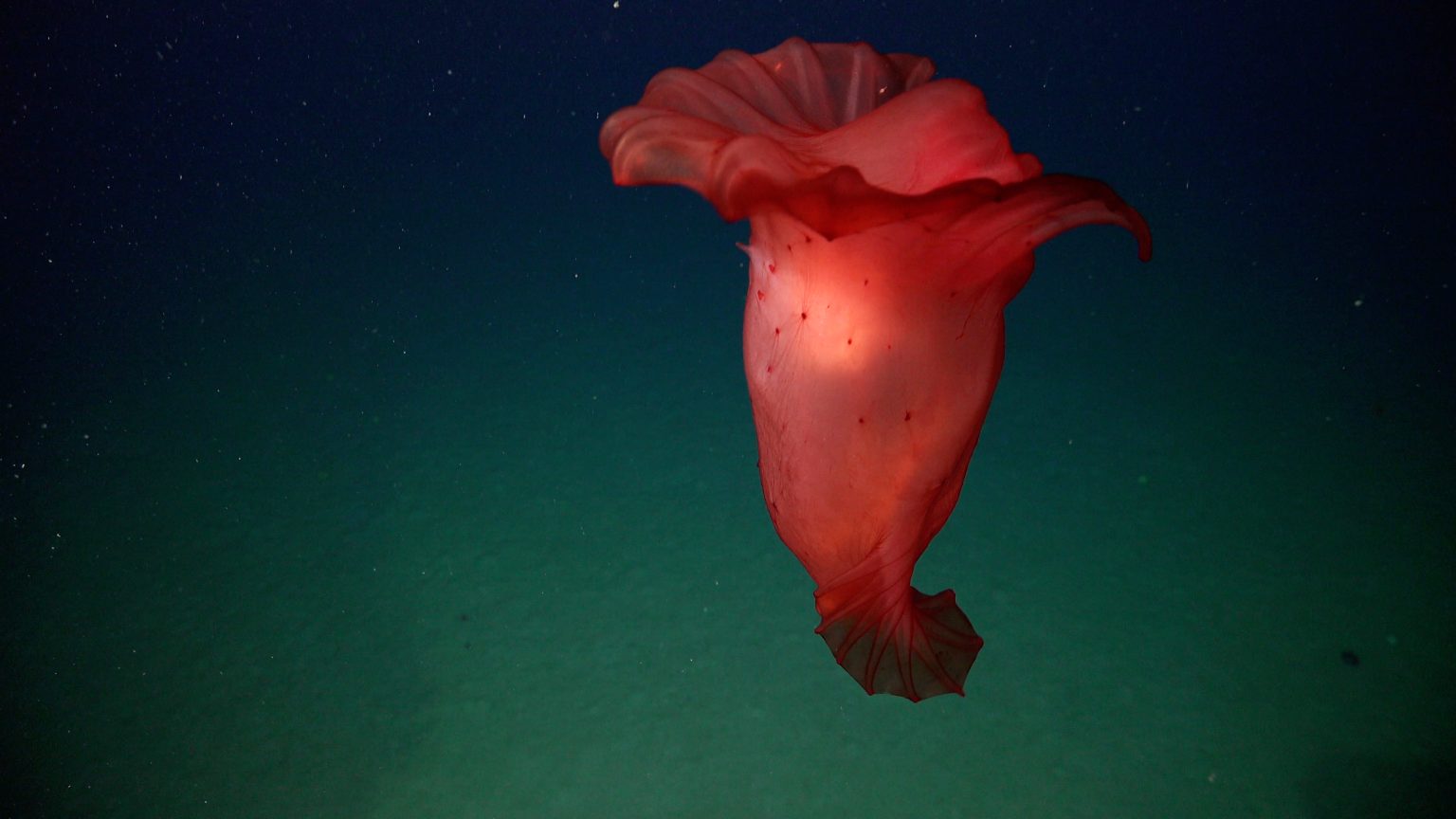 Recolectan nuevas especies en el cañón de Mar del Plata