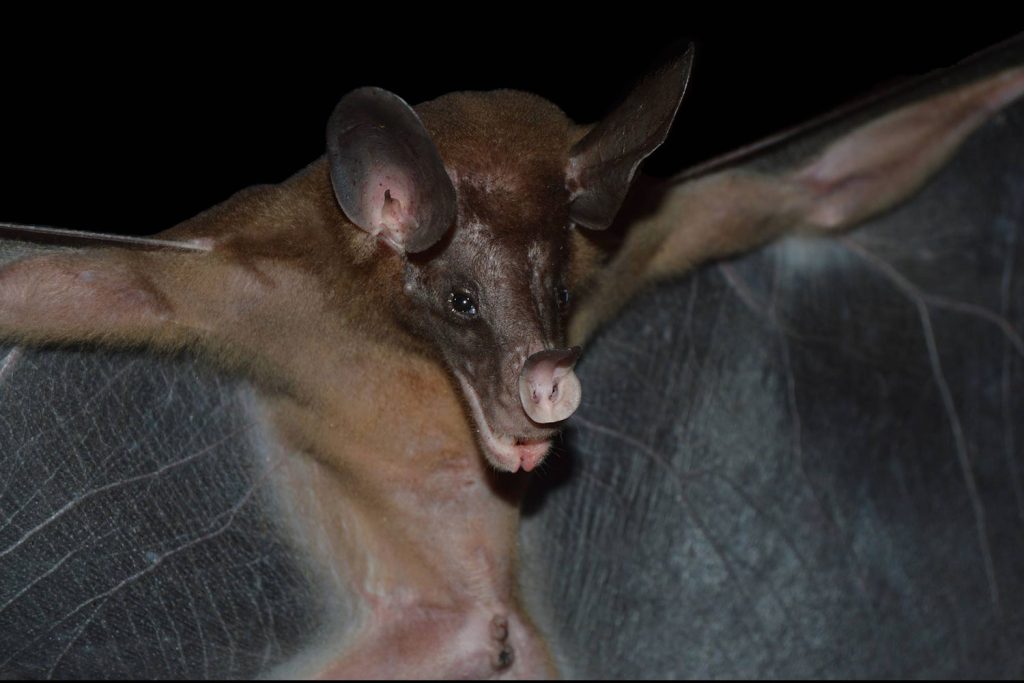 Se observa un murciélago espectral americano.