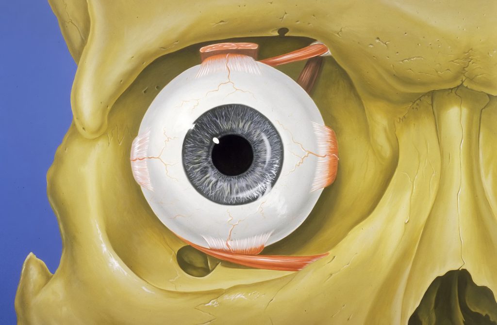 Se observa una figura de la anatomía de las órbitas oculares.