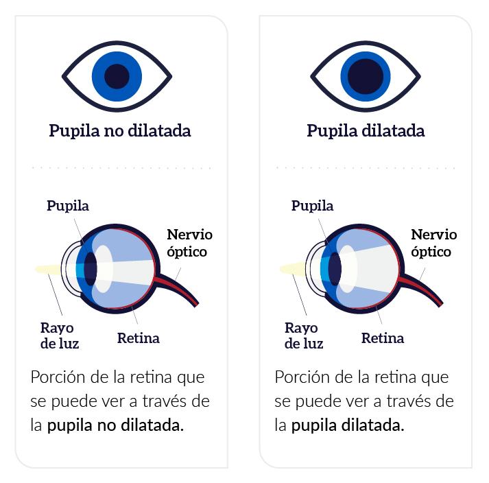 Se observa una figura sobre cómo dilatan las pupilas con luz y en la oscuridad.
