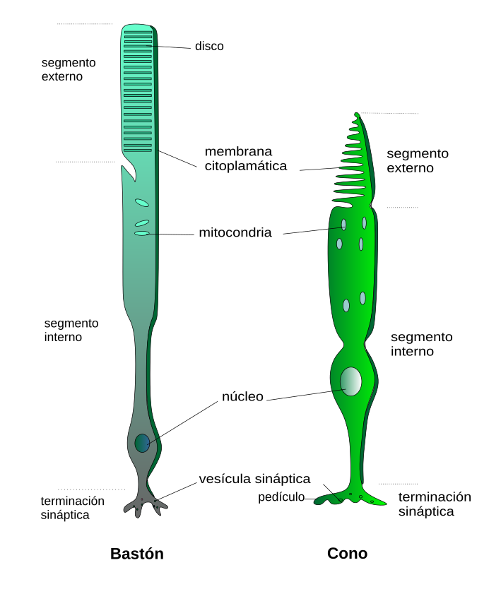 Se observa la diferencia entre los conos y bastones del sistema visual humano.