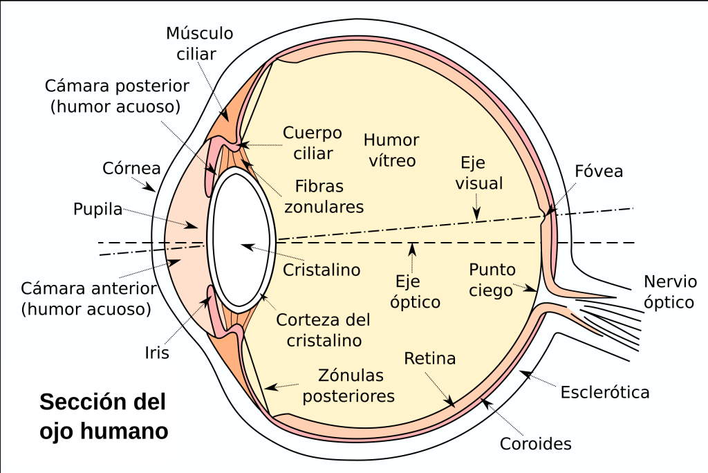 Se observa una figura que detalla las secciones del ojo humano.