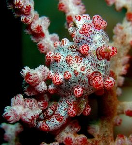 Se observa un caballito de mar pigmeo camuflado con los corales gorgonias.