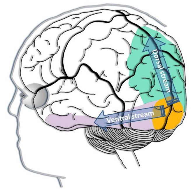 Se observa una figura de las corrientes ventral y dorsal del sistema de procesamiento de información visual.